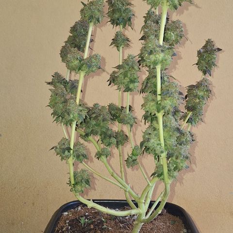 Lebron Haze - BSF growlog timeline photo