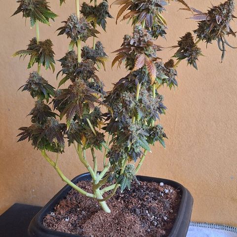 Lebron Haze - BSF growlog timeline photo