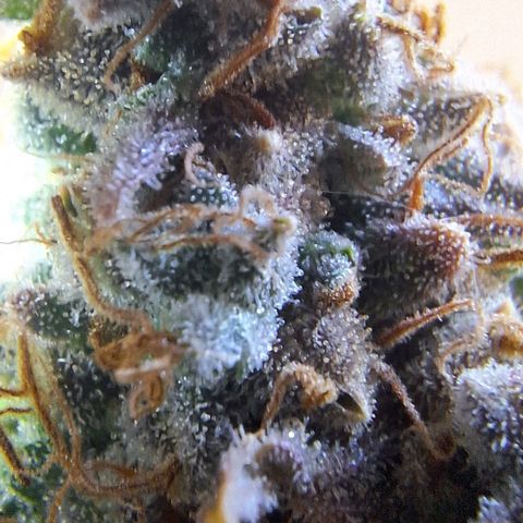 Lebron Haze - BSF growlog timeline photo