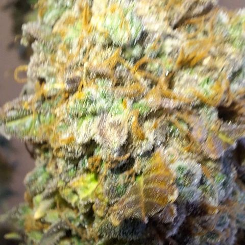 Lebron Haze - BSF growlog timeline photo