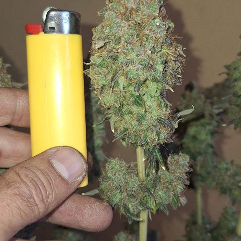 Lebron Haze - BSF growlog timeline photo
