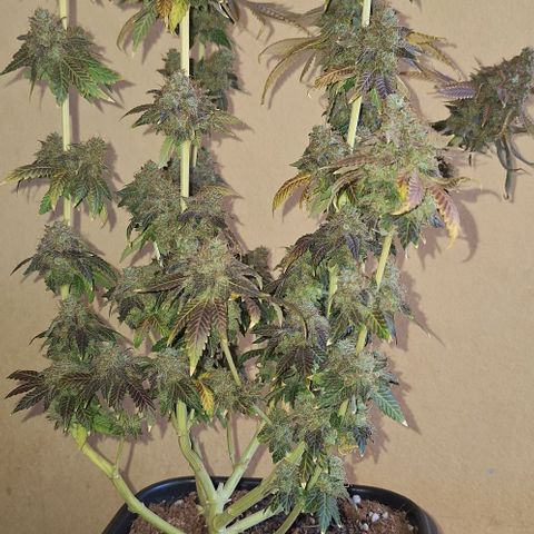 Lebron Haze - BSF growlog timeline photo