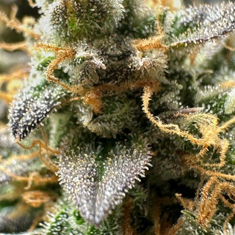 1️⃣-Fast Buds Mix - Auto growlog photo: Planta Travou na flora ficou pequena.