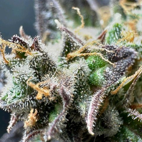 1️⃣-Fast Buds Mix - Auto growlog photo: Planta Travou na flora ficou pequena.