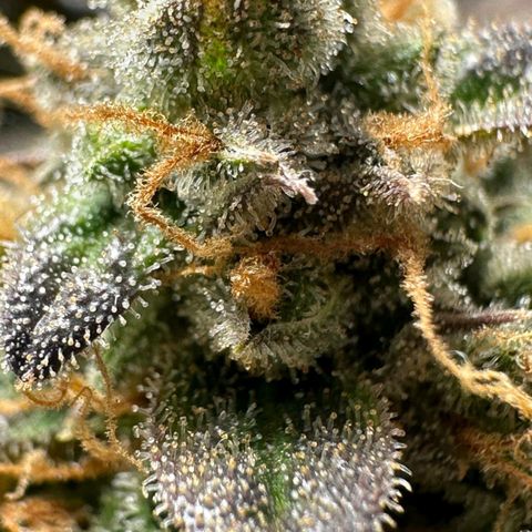 1️⃣-Fast Buds Mix - Auto growlog photo: Planta Travou na flora ficou pequena.