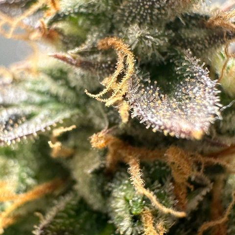 1️⃣-Fast Buds Mix - Auto growlog photo: Planta Travou na flora ficou pequena.