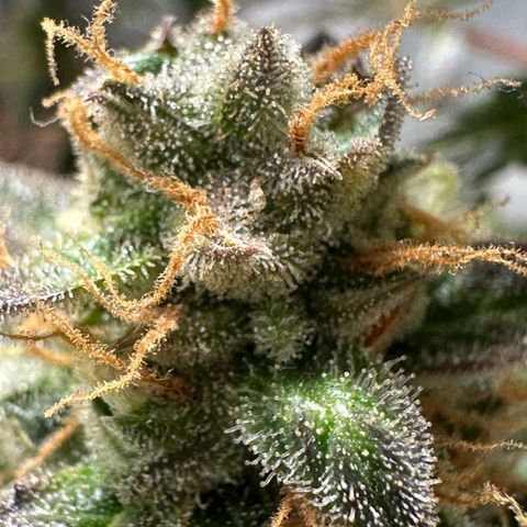 1️⃣-Fast Buds Mix - Auto growlog photo: Planta Travou na flora ficou pequena.