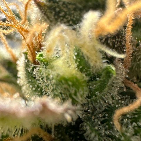 1️⃣-Fast Buds Mix - Auto growlog photo: Planta Travou na flora ficou pequena.