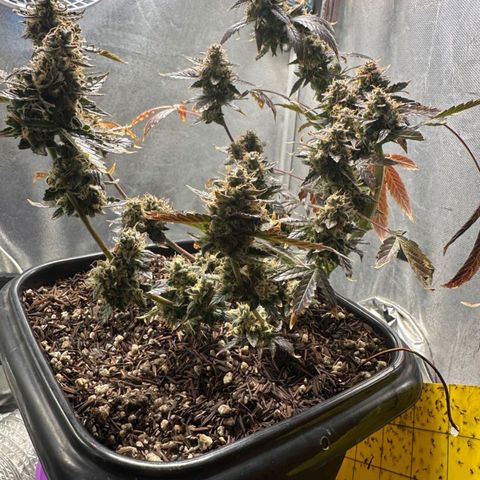 1️⃣-Fast Buds Mix - Auto growlog photo: Planta Travou na flora ficou pequena.