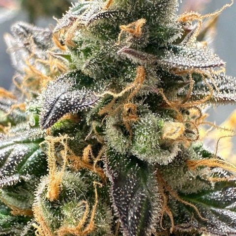 1️⃣-Fast Buds Mix - Auto growlog photo: Planta Travou na flora ficou pequena.