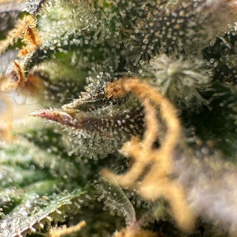 1️⃣-Fast Buds Mix - Auto growlog photo: Planta Travou na flora ficou pequena.