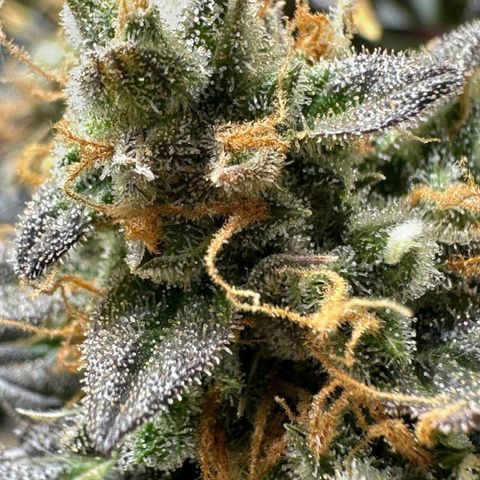 1️⃣-Fast Buds Mix - Auto growlog photo: Planta Travou na flora ficou pequena.