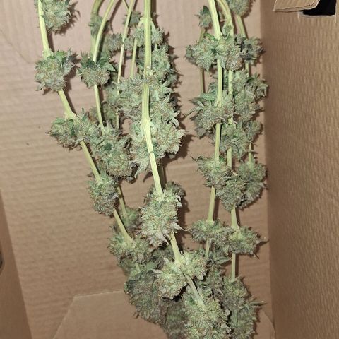 Lebron Haze - BSF growlog timeline photo