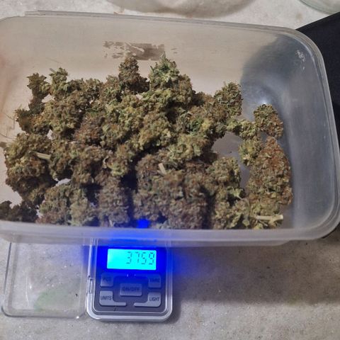 Lebron Haze - BSF growlog timeline photo