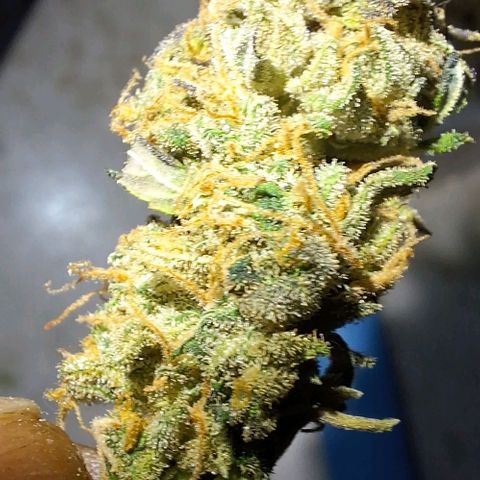 1️⃣-Fast Buds Mix - Auto growlog photo: Planta bem pequena
Errei na adubação durante a flora.
Bem cheirosa e resinada 
Cheiro de Cockies