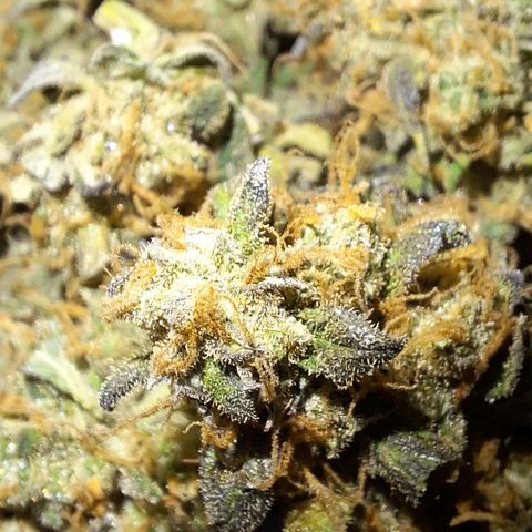 1️⃣-Fast Buds Mix - Auto growlog photo: Planta bem pequena
Errei na adubação durante a flora.
Bem cheirosa e resinada 
Cheiro de Cockies