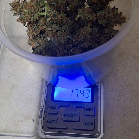 1️⃣-Fast Buds Mix - Auto growlog photo: Planta bem pequena
Errei na adubação durante a flora.
Bem cheirosa e resinada 
Cheiro de Cockies