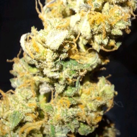1️⃣-Fast Buds Mix - Auto growlog photo: Planta bem pequena
Errei na adubação durante a flora.
Bem cheirosa e resinada 
Cheiro de Cockies