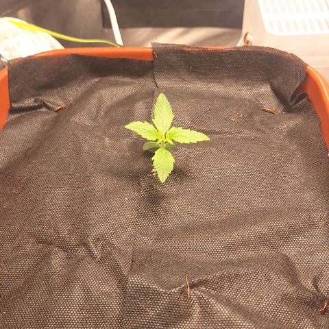 2️⃣-Fast buds Auto Marrom growlog photo: Cobertura substrato - controle gnats- rega por baixo 200ml