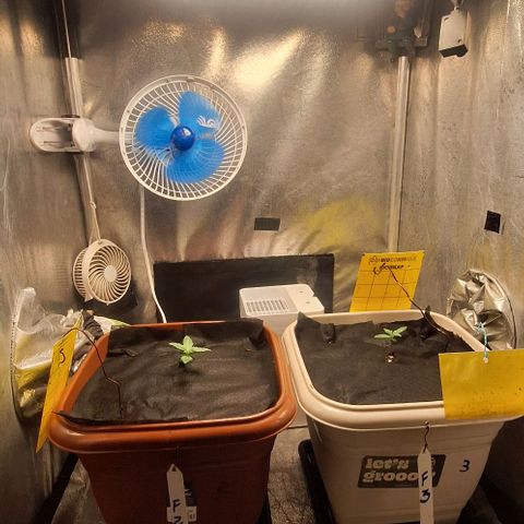 2️⃣-Fast buds Auto Marrom growlog photo: Cobertura substrato - controle gnats- rega por baixo 200ml