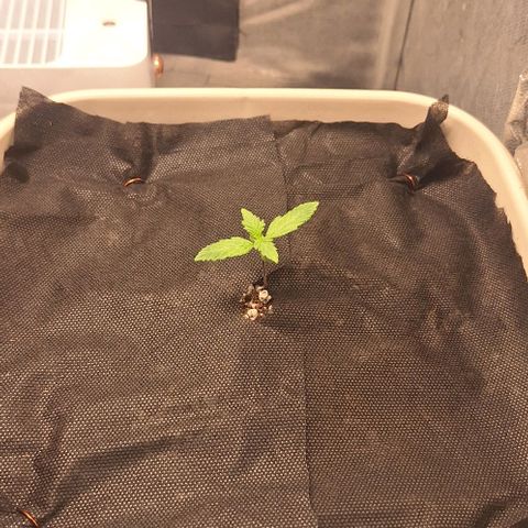 3️⃣-Fast Buds Auto Branco growlog photo: Cobertura substrato - controle gnats- rega por baixo 200ml