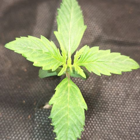 2️⃣-Fast buds Auto Marrom growlog photo: Cobertura substrato - controle gnats- rega por baixo 200ml