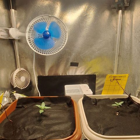 3️⃣-Fast Buds Auto Branco growlog photo: Cobertura substrato - controle gnats- rega por baixo 200ml