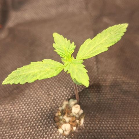 3️⃣-Fast Buds Auto Branco growlog photo: Cobertura substrato - controle gnats- rega por baixo 200ml