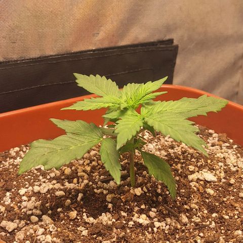 2️⃣-Fast buds Auto Marrom growlog timeline photo