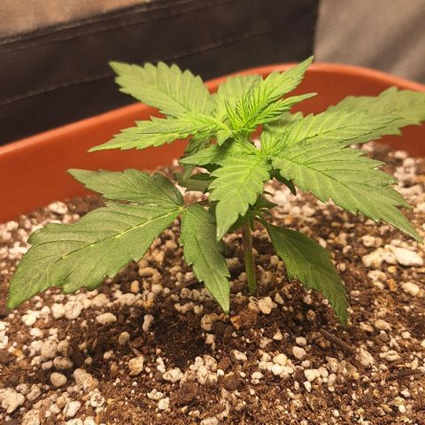 2️⃣-Fast buds Auto Marrom growlog timeline photo