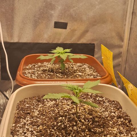 2️⃣-Fast buds Auto Marrom growlog timeline photo