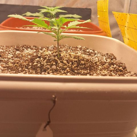 3️⃣-Fast Buds Auto Branco growlog timeline photo