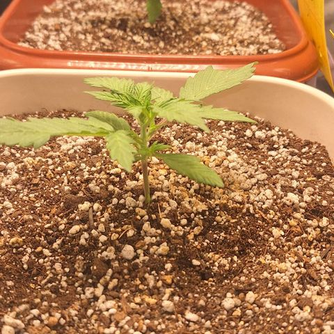 3️⃣-Fast Buds Auto Branco growlog timeline photo