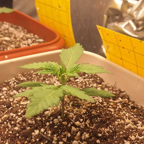 3️⃣-Fast Buds Auto Branco growlog timeline photo