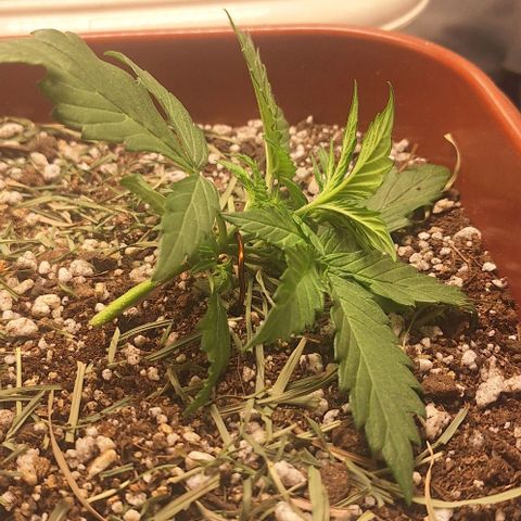 2️⃣-Fast buds Auto Marrom growlog timeline photo