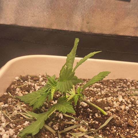 3️⃣-Fast Buds Auto Branco growlog photo: LST