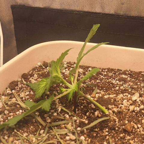3️⃣-Fast Buds Auto Branco growlog photo: LST