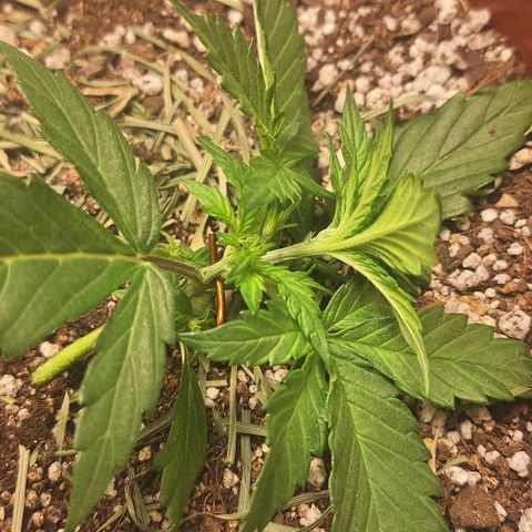 2️⃣-Fast buds Auto Marrom growlog timeline photo