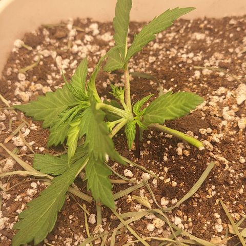 3️⃣-Fast Buds Auto Branco growlog photo: LST