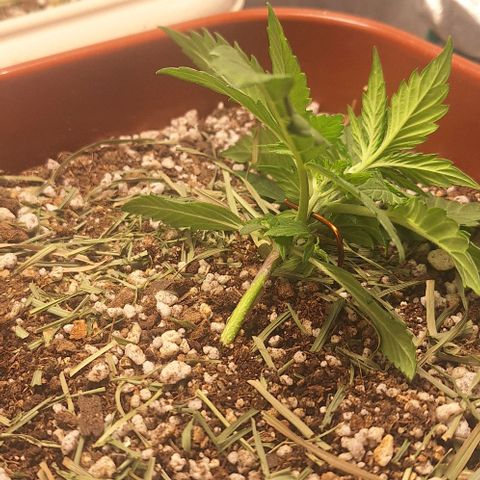 2️⃣-Fast buds Auto Marrom growlog timeline photo