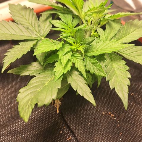 2️⃣-Fast buds Auto Marrom growlog timeline photo