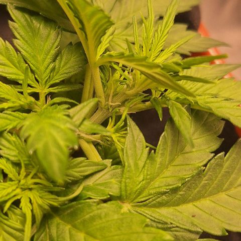 2️⃣-Fast buds Auto Marrom growlog timeline photo