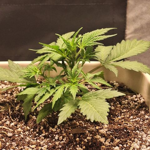 3️⃣-Fast Buds Auto Branco growlog timeline photo