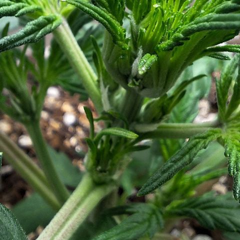 3️⃣-Fast Buds Auto Branco growlog timeline photo