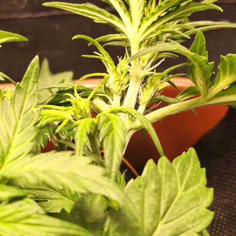 2️⃣-Fast buds Auto Marrom growlog timeline photo