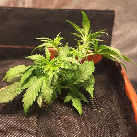 2️⃣-Fast buds Auto Marrom growlog timeline photo