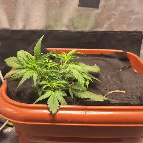 2️⃣-Fast buds Auto Marrom growlog timeline photo