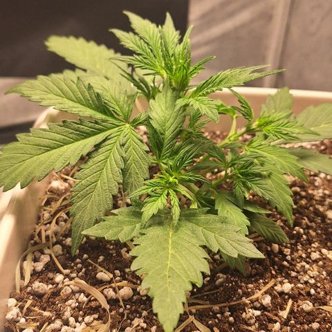 3️⃣-Fast Buds Auto Branco growlog timeline photo