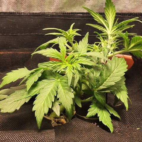 2️⃣-Fast buds Auto Marrom growlog timeline photo