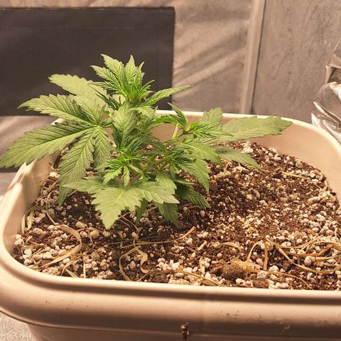 3️⃣-Fast Buds Auto Branco growlog timeline photo